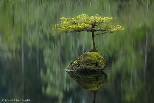 Tree on a rock in a pond