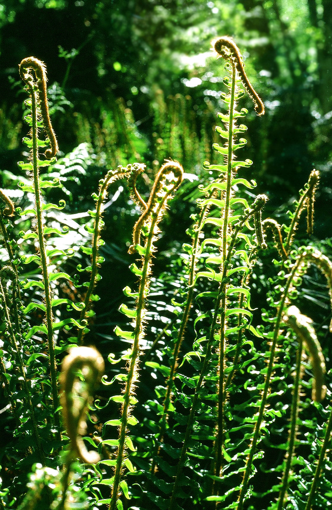 fern
