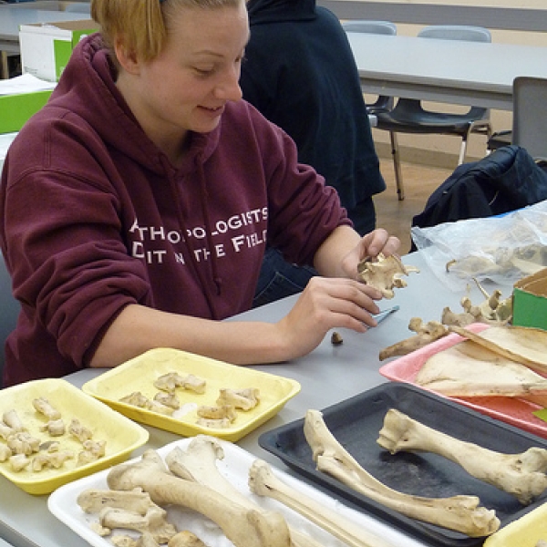 Identifying bones Aundrea with representative bones to compare with her specimen. 