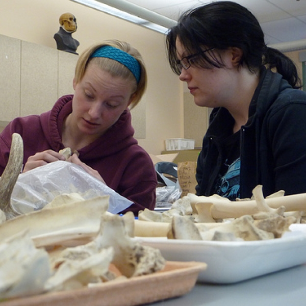 So many bones... Aundrea and Robin are working on identifying faunal materials excavated during the summer at a site in Sechelt, directed by Dr Gary Coupland, UofT. 