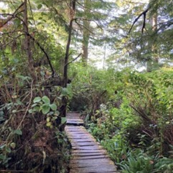 Walking path made of wood crossing through a green forest.