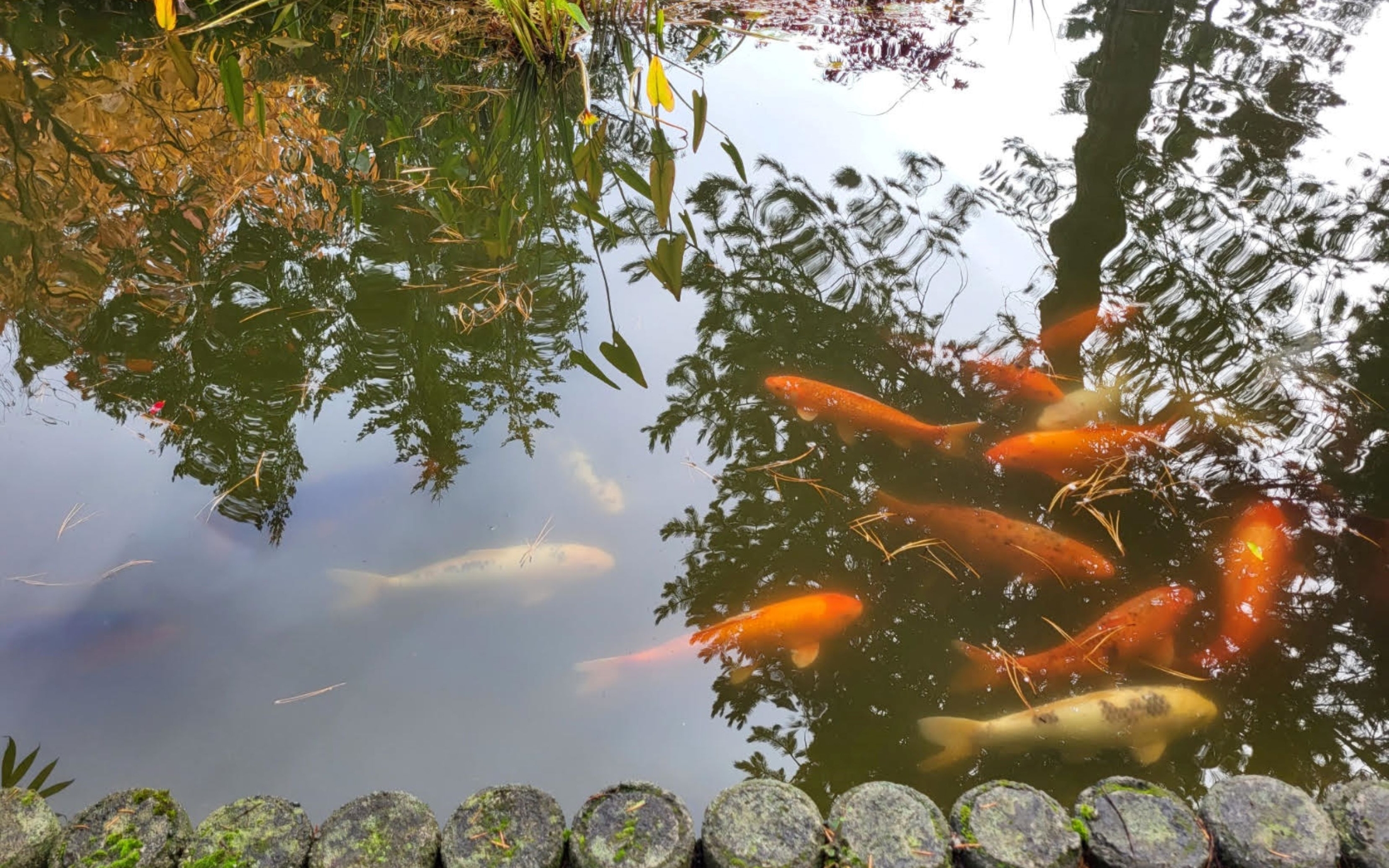 Koi in a pod