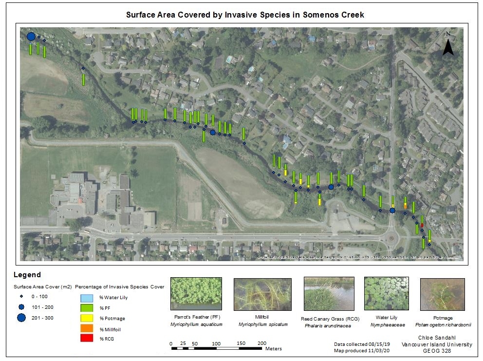 Map of Surface Area covered by Invasive Species in Somenos Creek