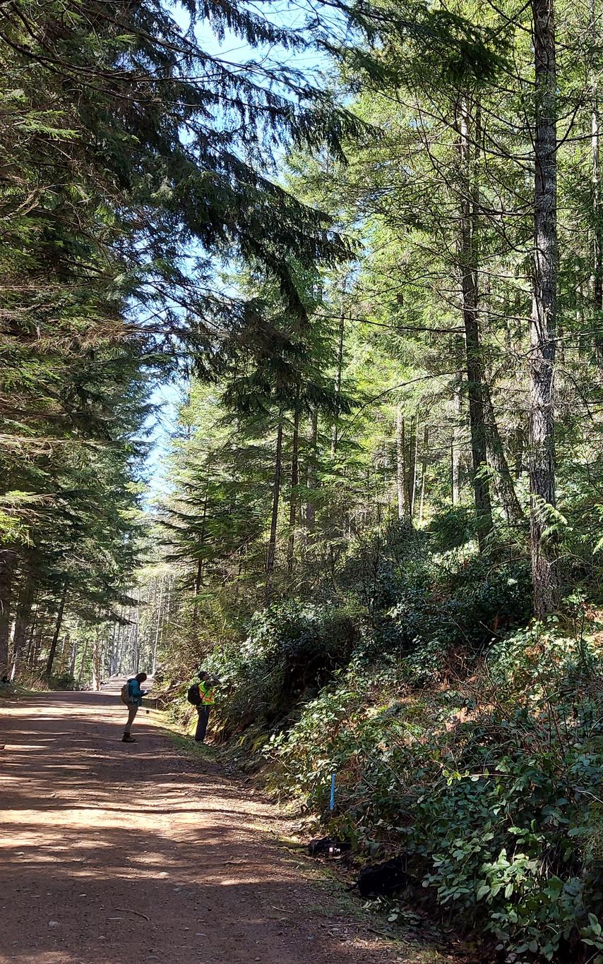 Students on a gravel road in the VIU Woodlot