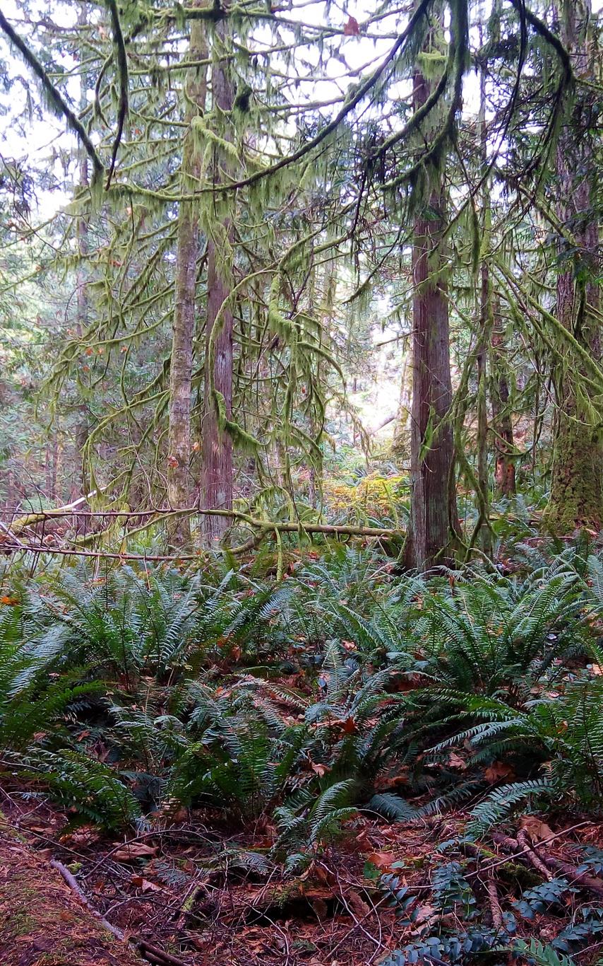 sword ferns on forest floor